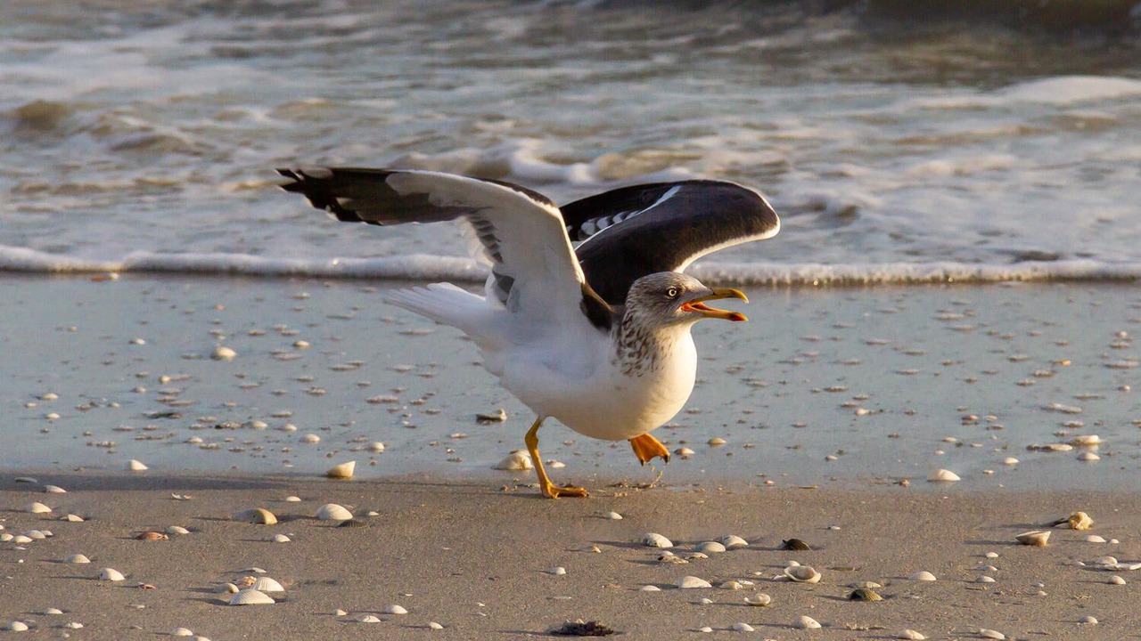 Photo of Others in Fort Myers Beach