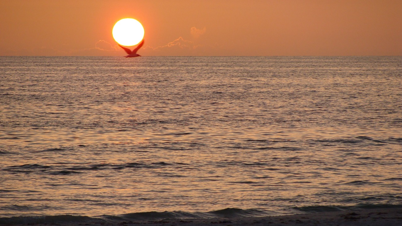 Photo of Others in Indian Rocks Beach