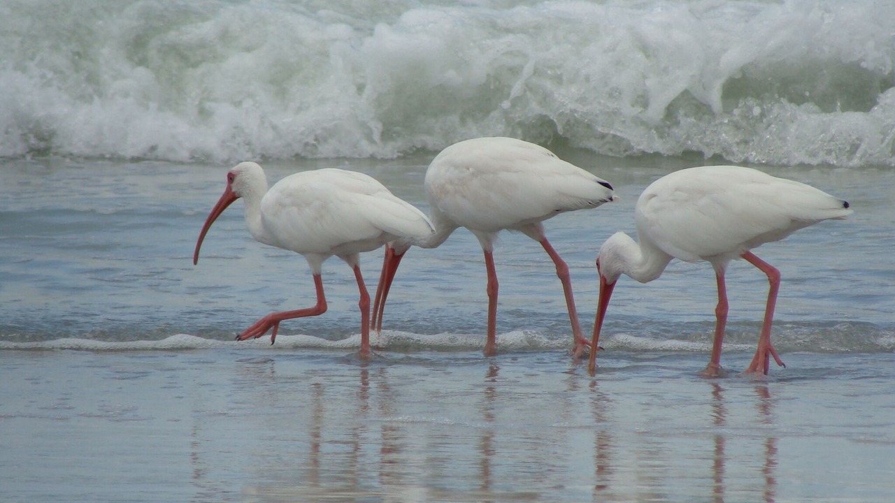 Photo of Others in Indian Rocks Beach