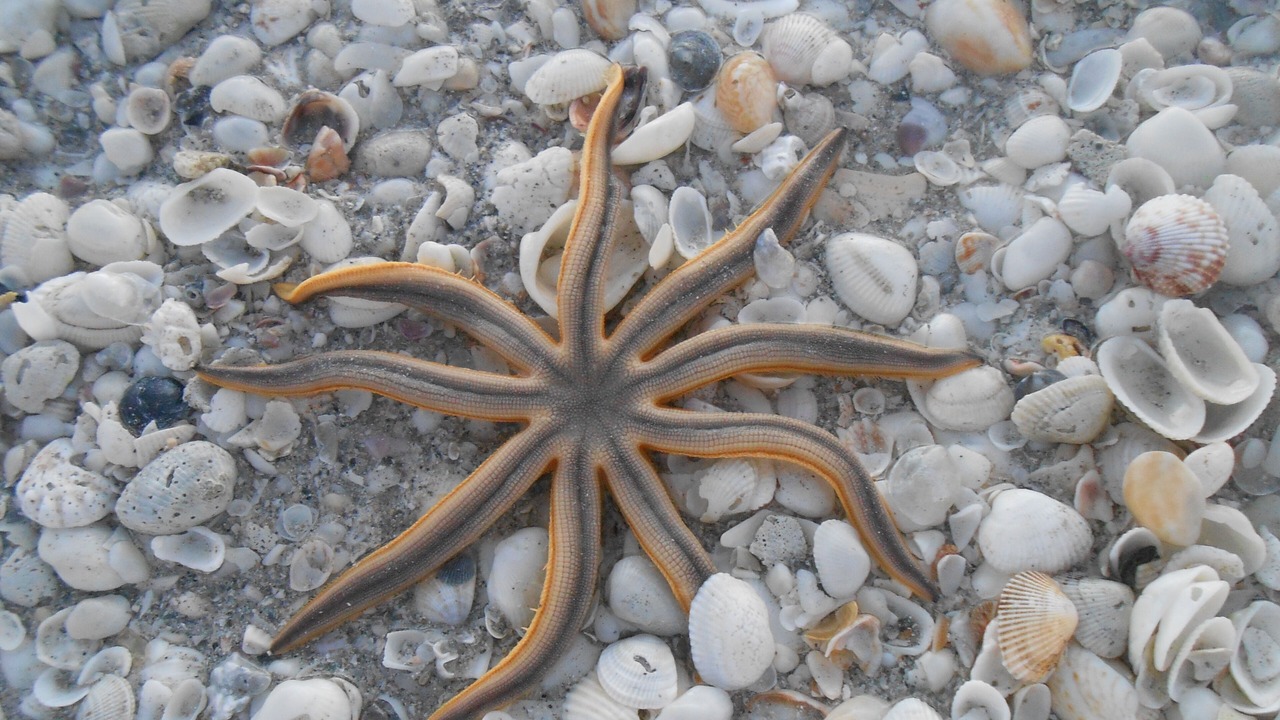 Photo of Others in Sanibel