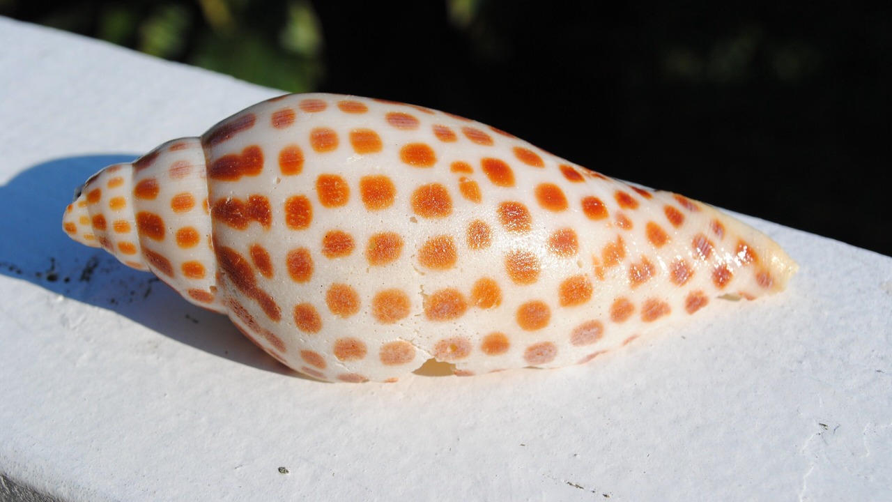 Photo of Others in Sanibel