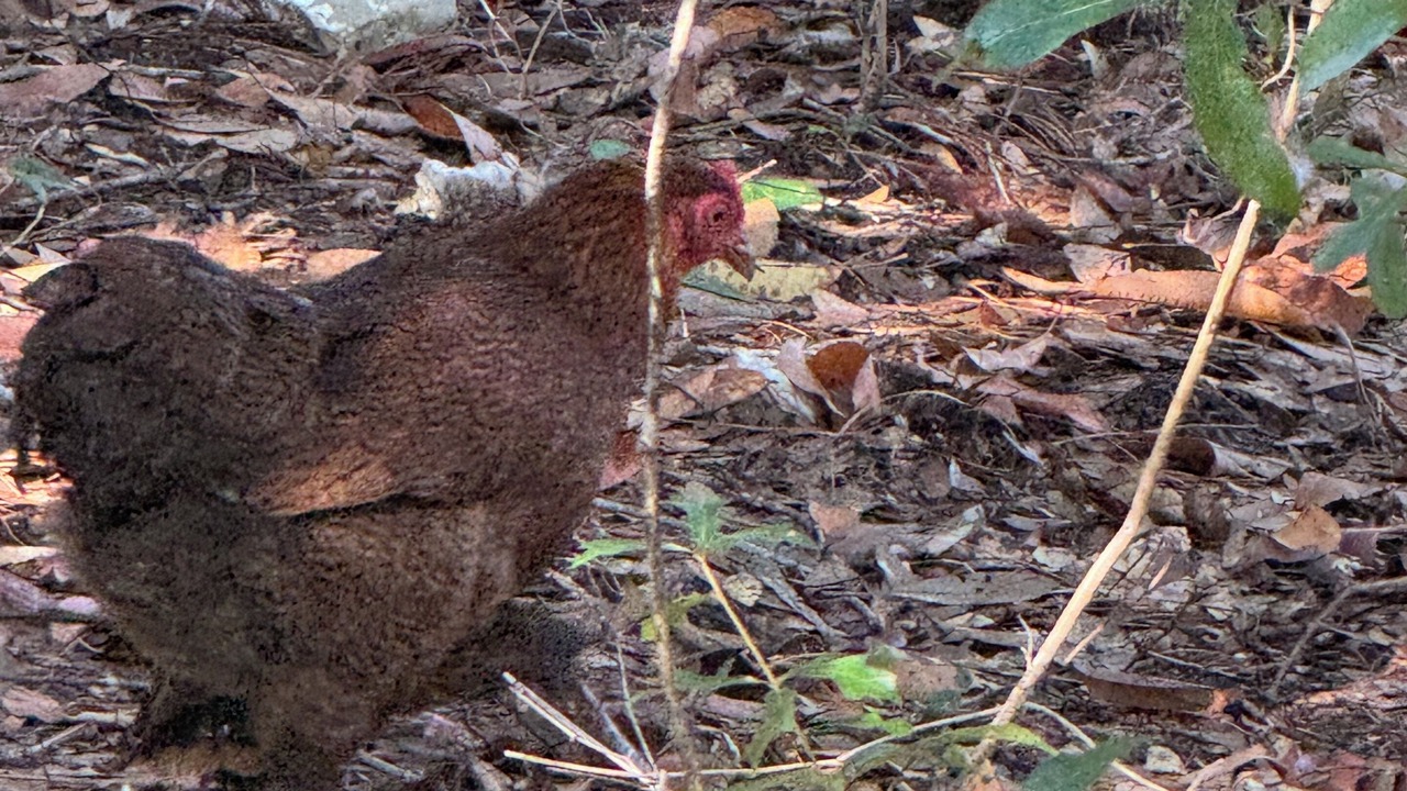 Photo of Others in Brookridge