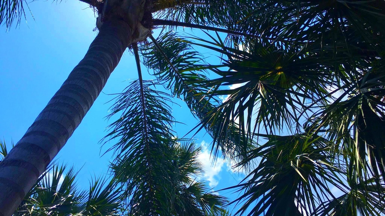 Photo of Outdoor in Mount Dora