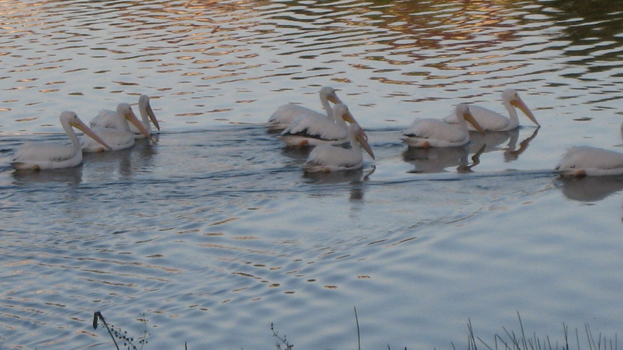 Photo of Others in Sanibel