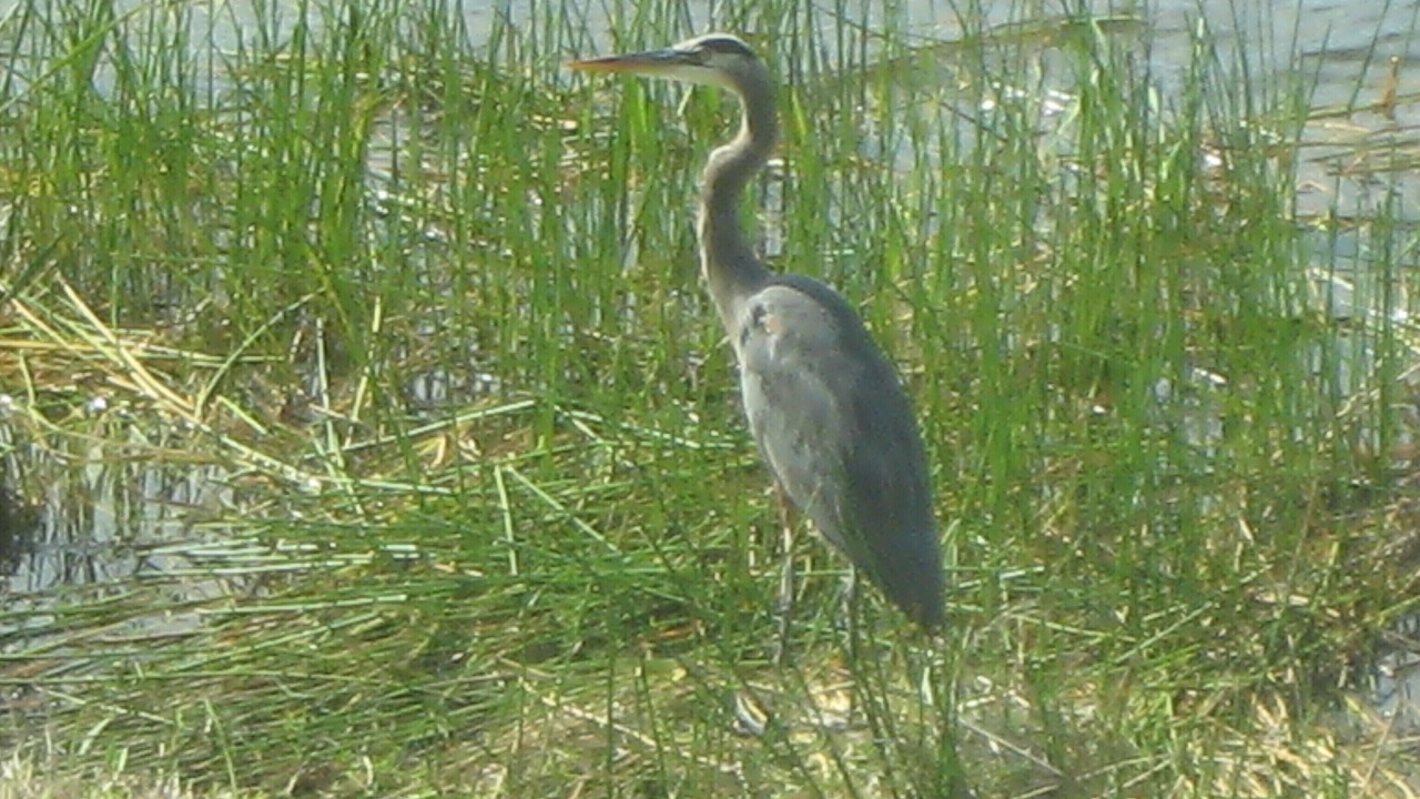 Photo of Others in Sanibel