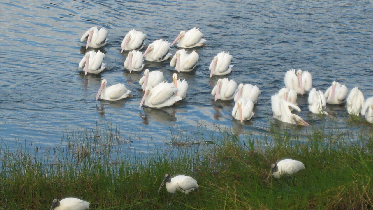 Photo of Others in Sanibel