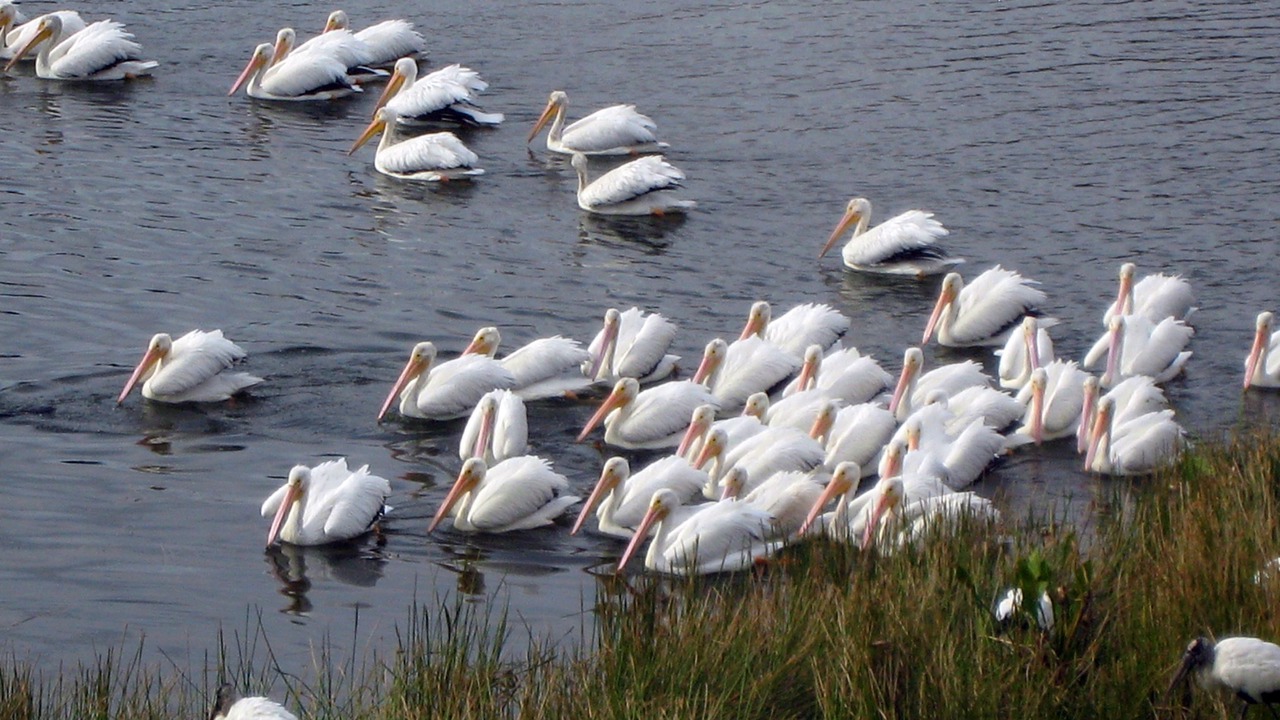 Photo of Others in Sanibel