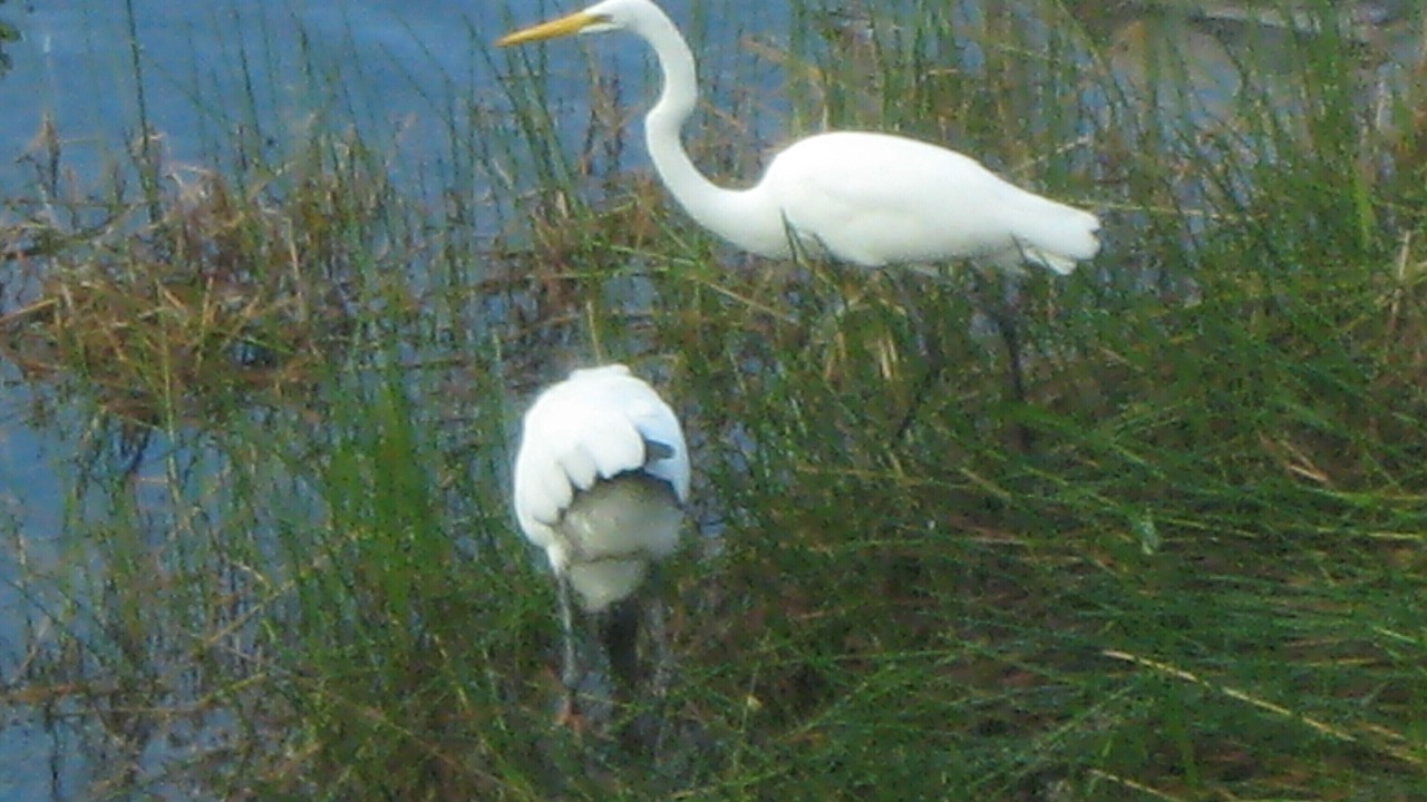Photo of Others in Sanibel