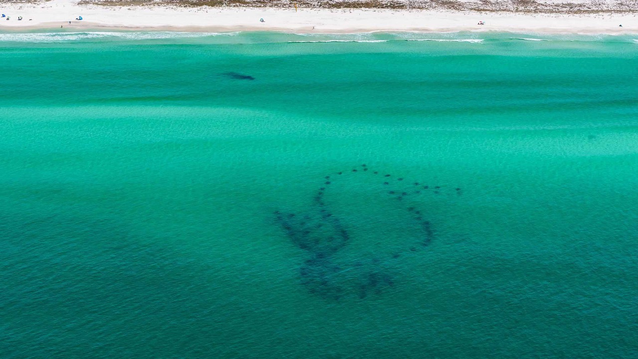 Photo of Others in Dune Allen Beach