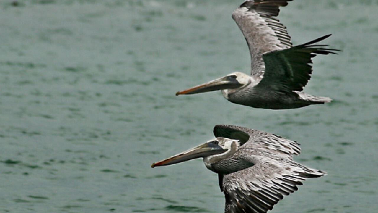 Photo of Others in Whitney Beach