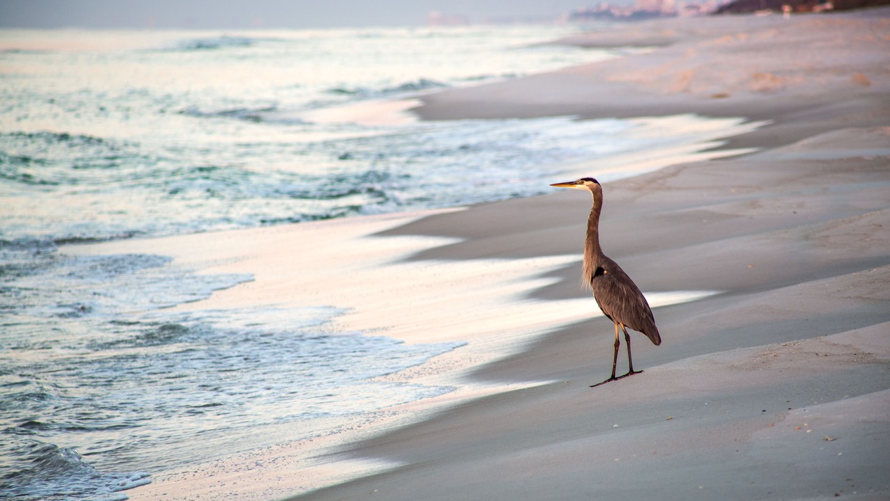 Photo of Others in Sanibel