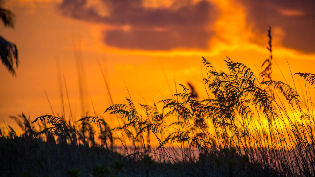 Photo of Others in Sanibel