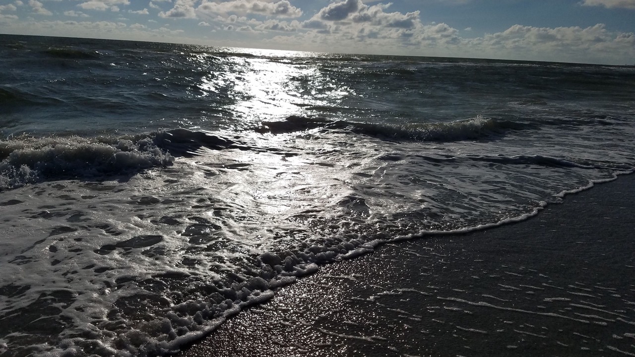 Photo of Others in Palm Harbor