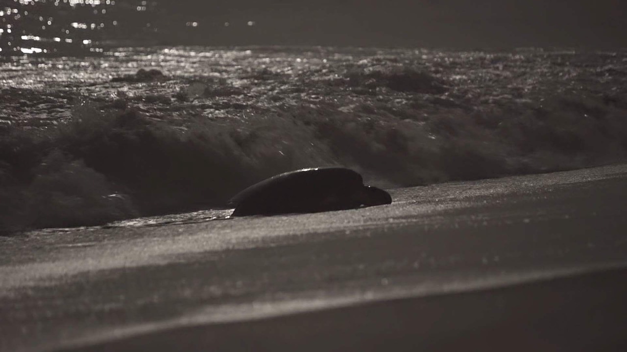 Photo of Others in Indialantic By The Sea