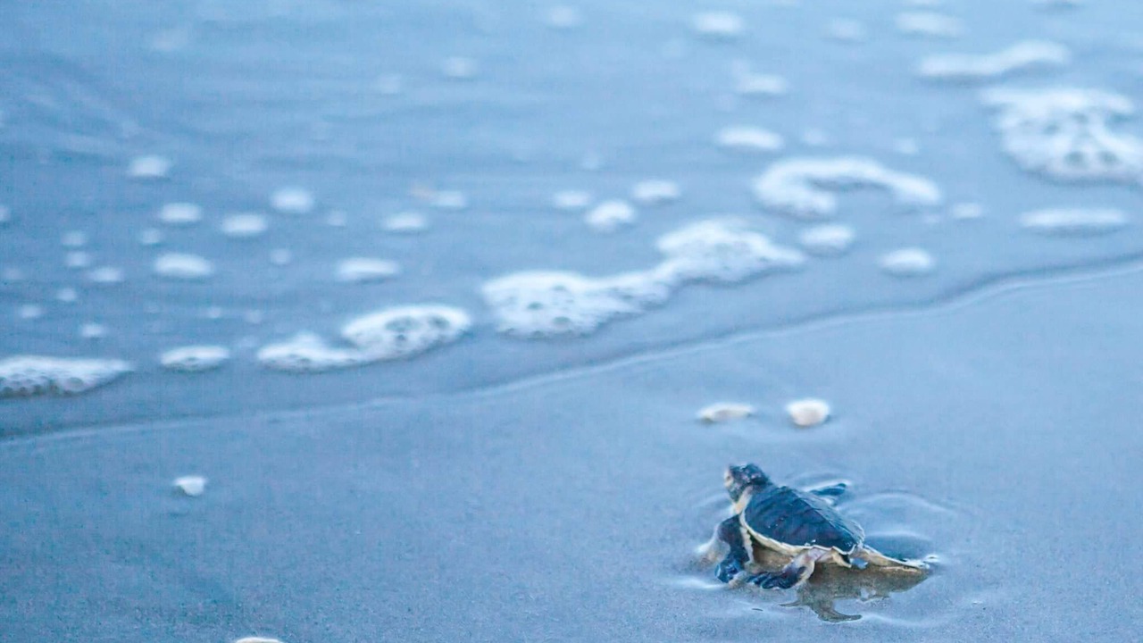 Photo of Others in Indialantic By The Sea