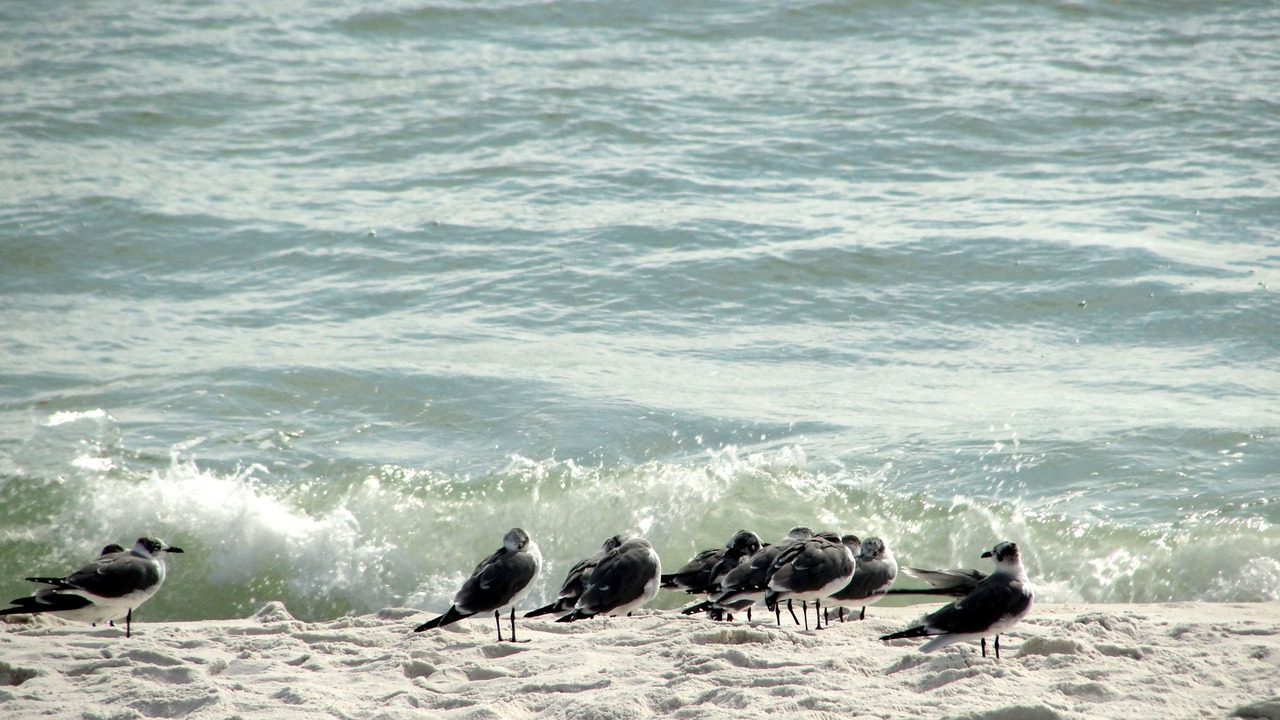 Photo of Others in Pensacola Beach