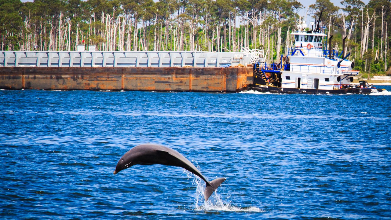 Photo of Others in Pensacola Beach