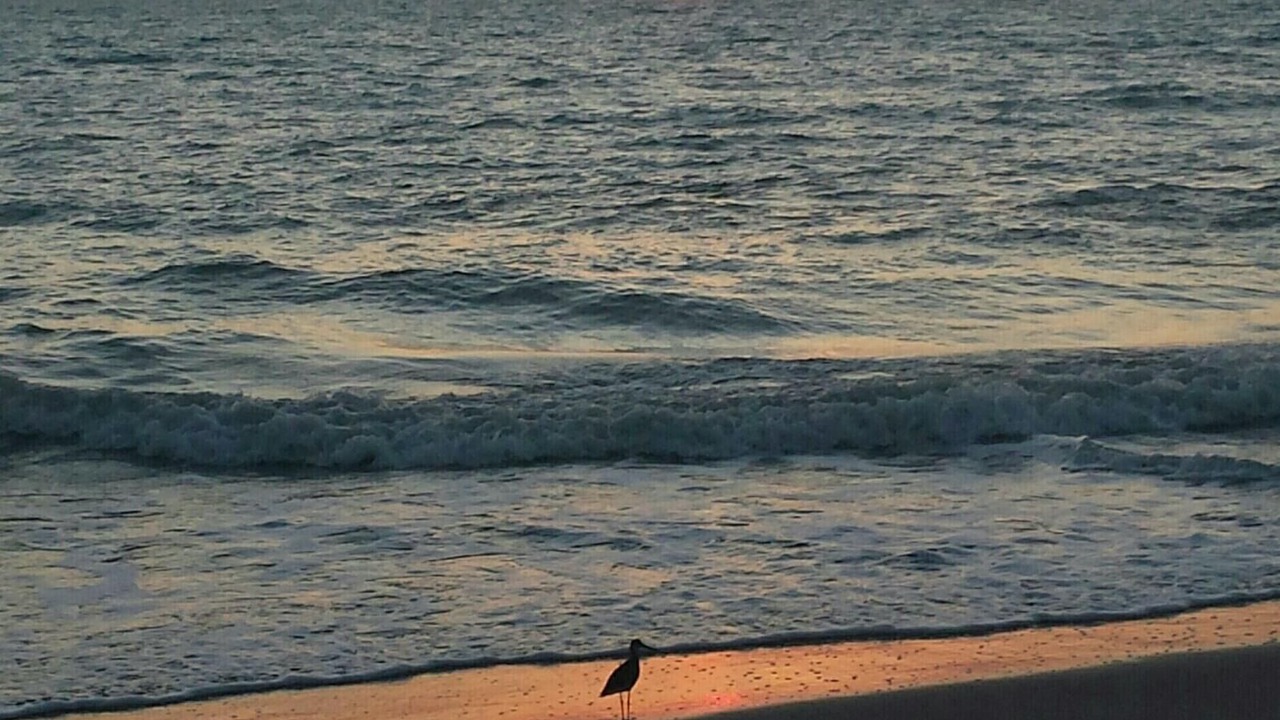 Photo of Others in Plantation