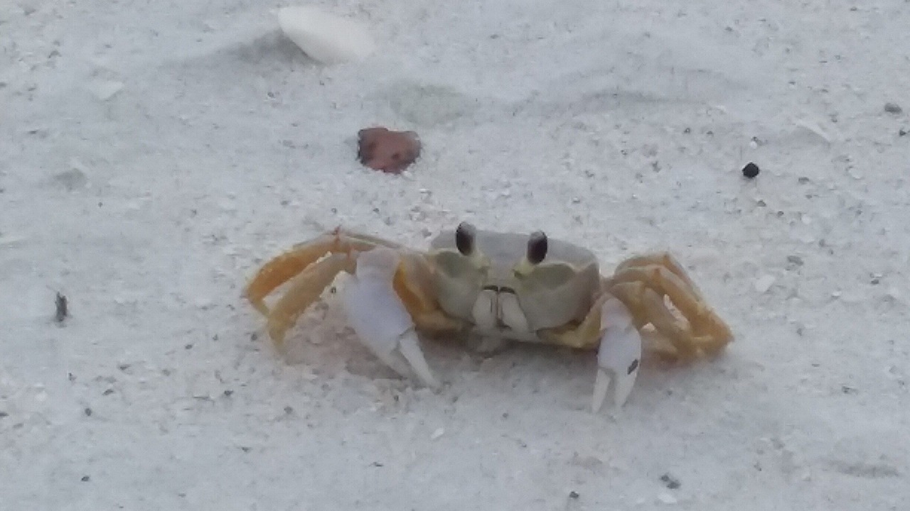 Photo of Others in Naples Park