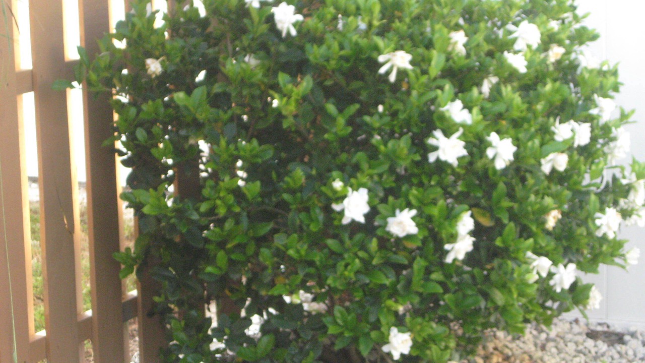 Photo of Outdoor in Naples Park