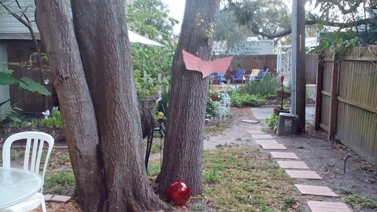 Photo of Outdoor in Clearwater