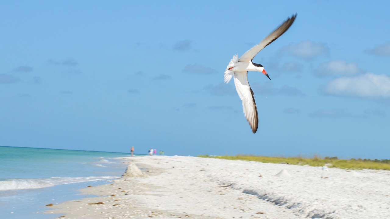 Photo of Others in Marco Island