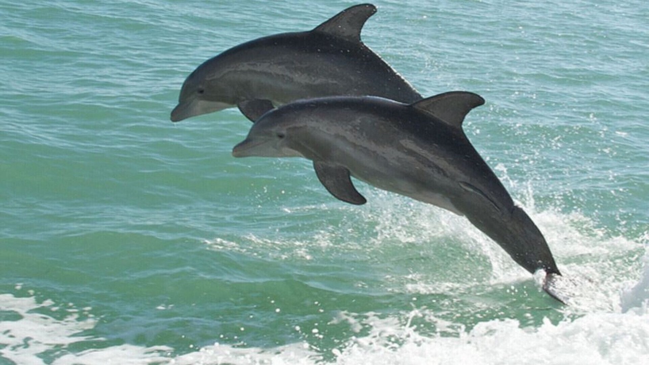 Photo of Others in North Captiva