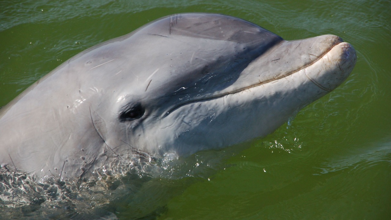 Photo of Others in Captiva