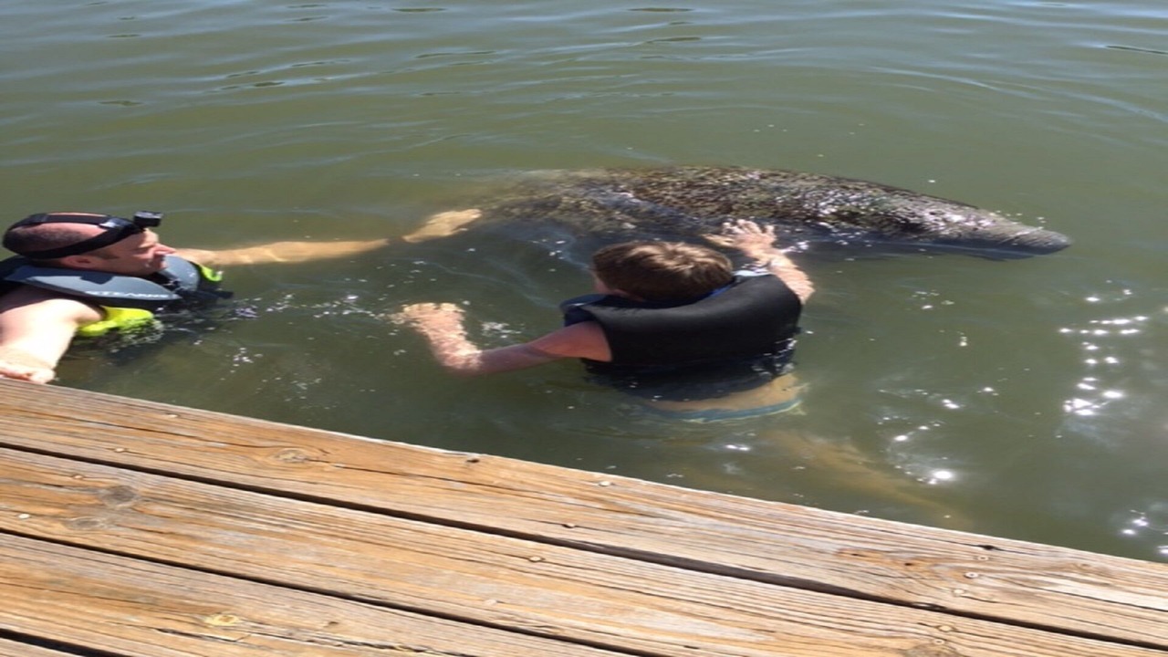 Photo of Others in Gulf Harbors