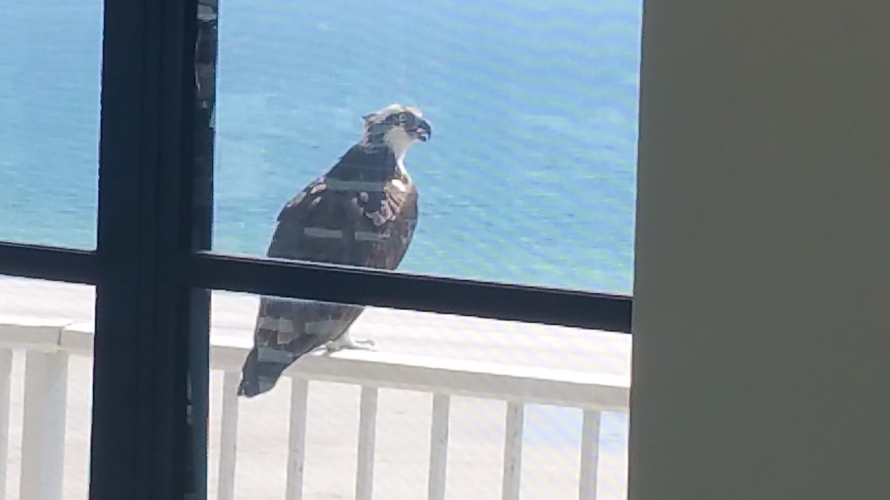 Photo of Others in Marco Island
