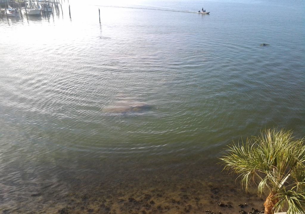 Photo of Others in St. Petersburg - Clearwater