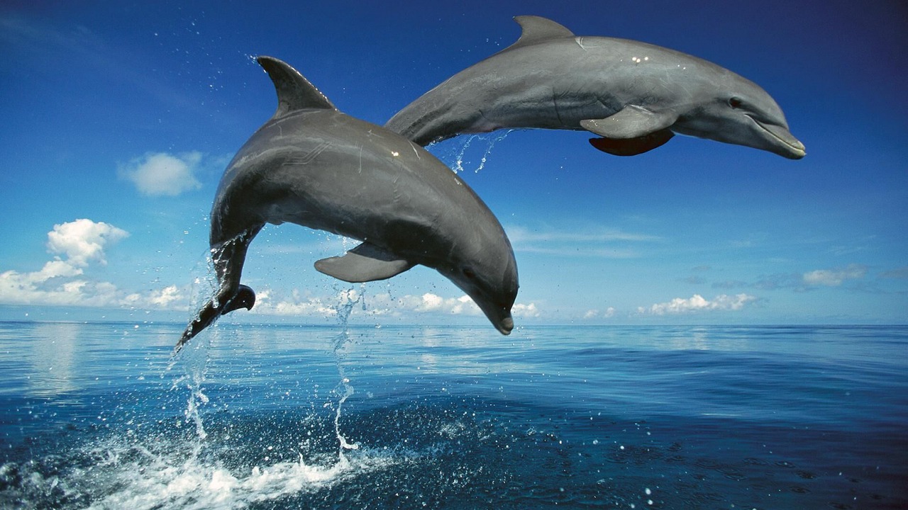 Photo of Others in Sanibel