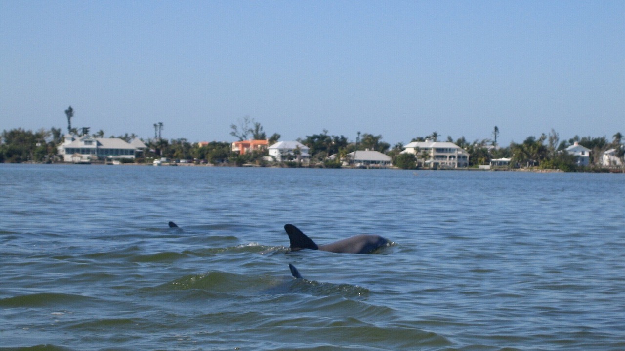 Photo of Others in Captiva