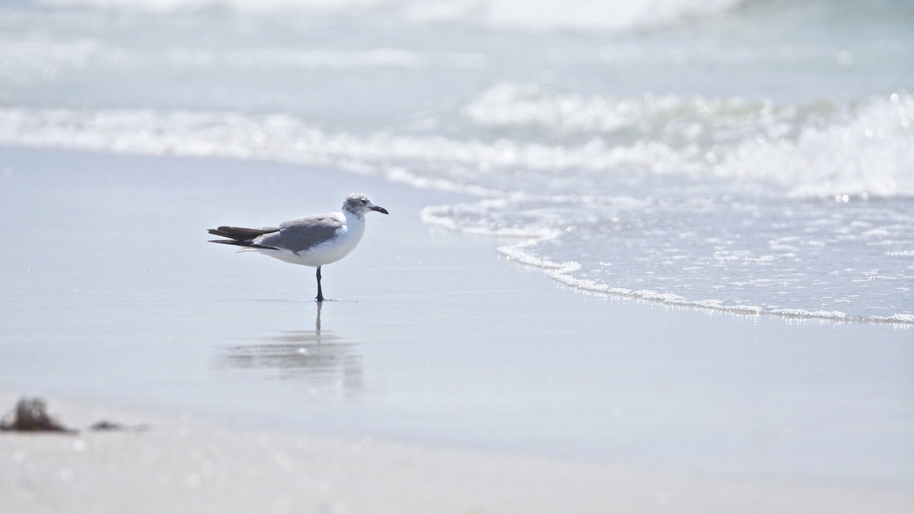 Photo of Others in Indian Rocks Beach