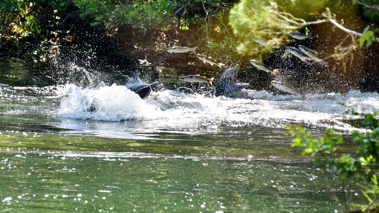 Photo of Outdoor in Crystal River