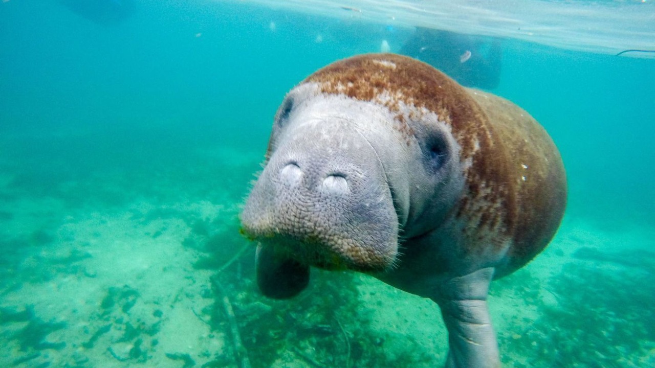 Photo of Others in Crystal River