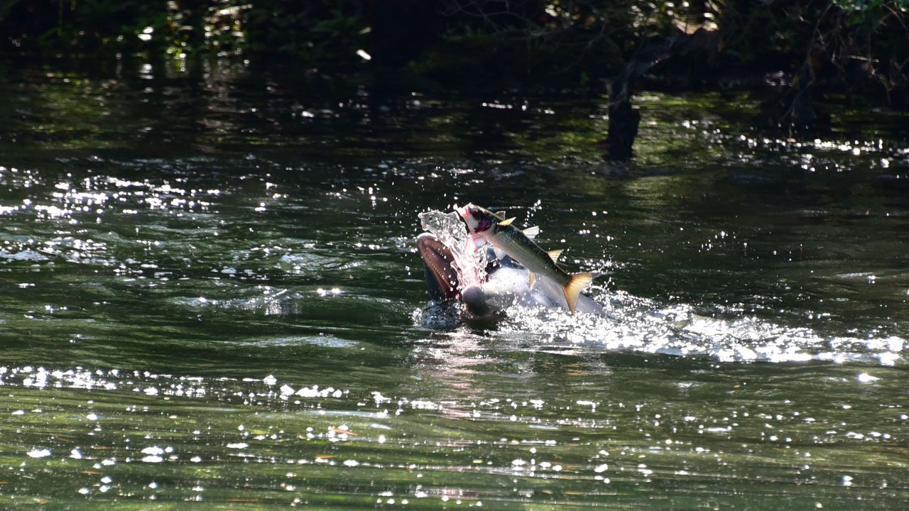Photo of Outdoor in Crystal River