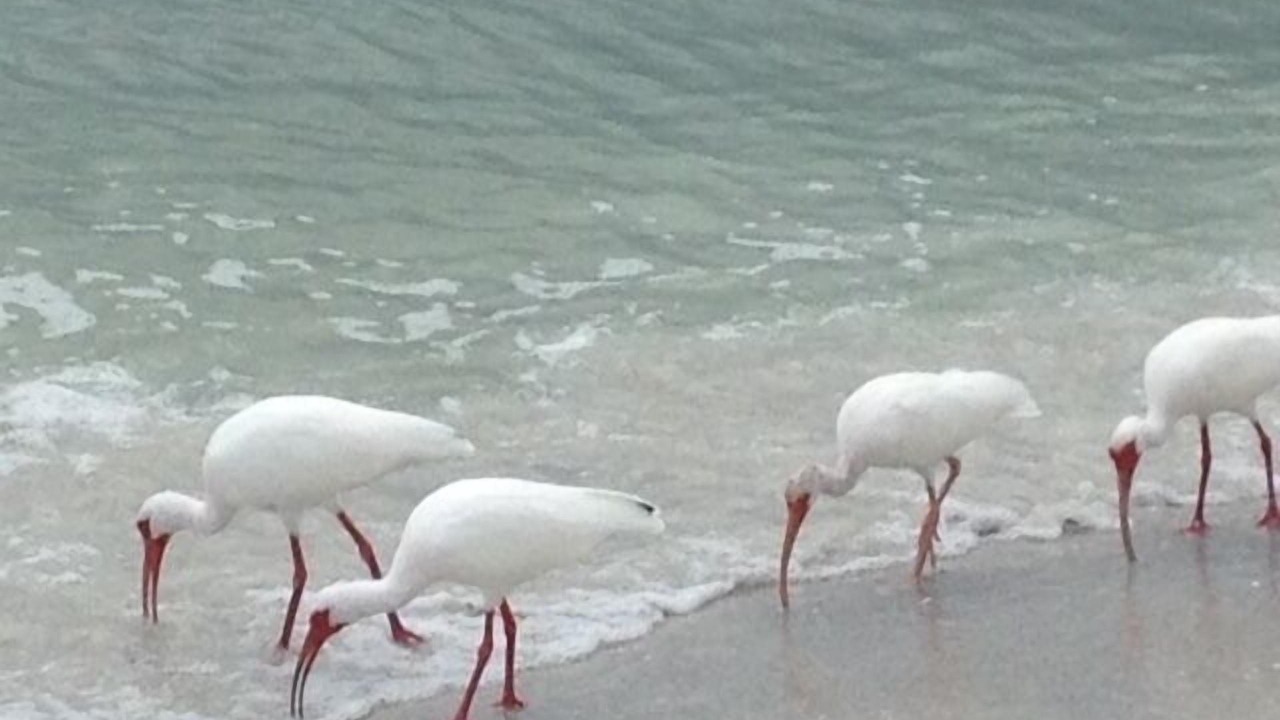 Photo of Others in Bonita Springs
