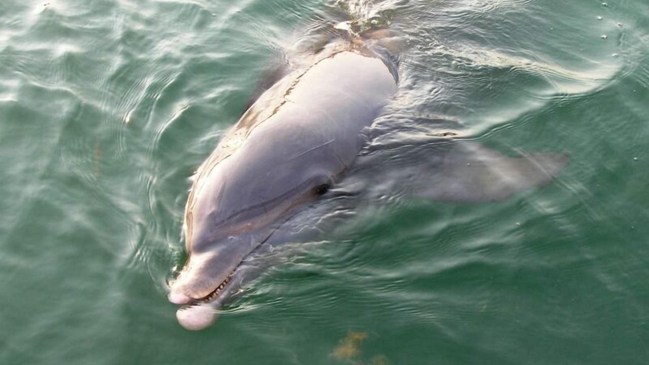 Photo of Others in Siesta Key
