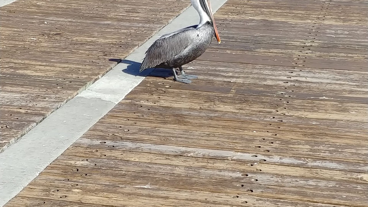 Photo of Others in Jupiter