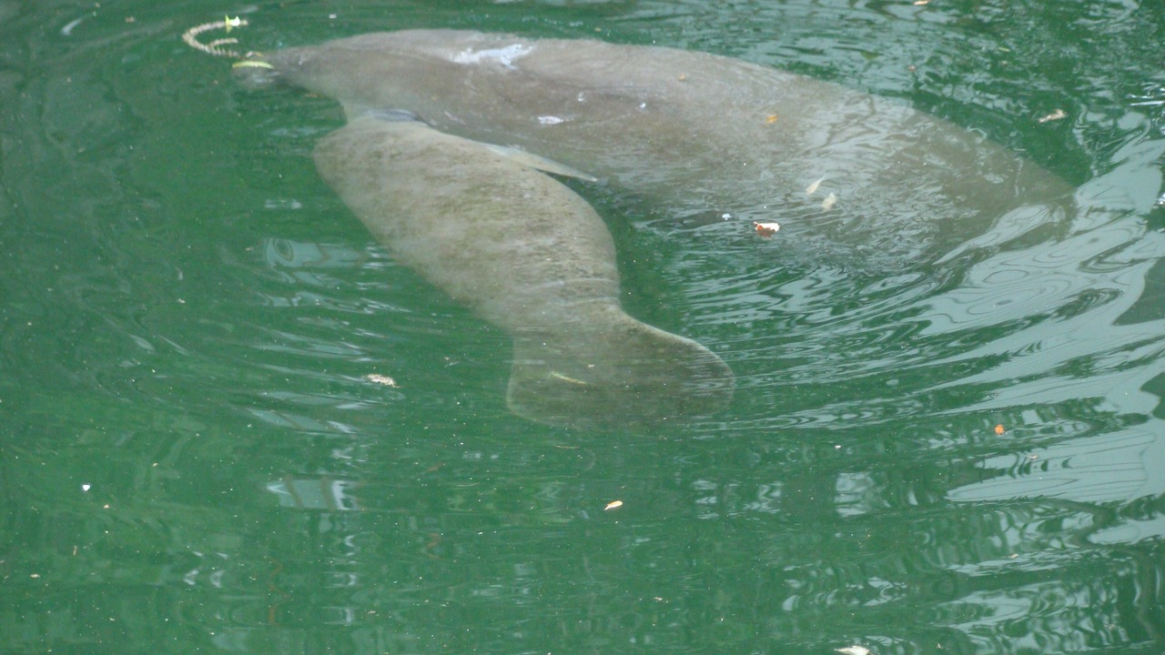 Photo of Outdoor in Weeki Wachee Gardens