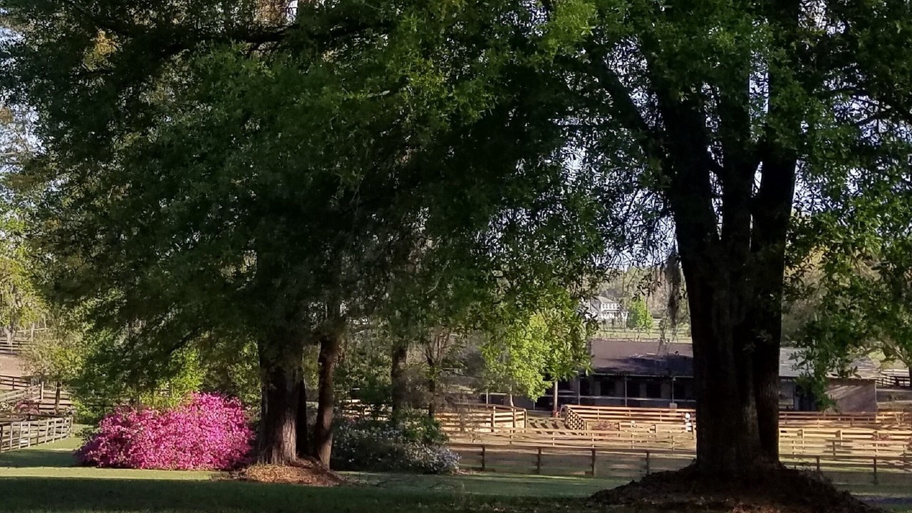 Photo of Outdoor in Citra