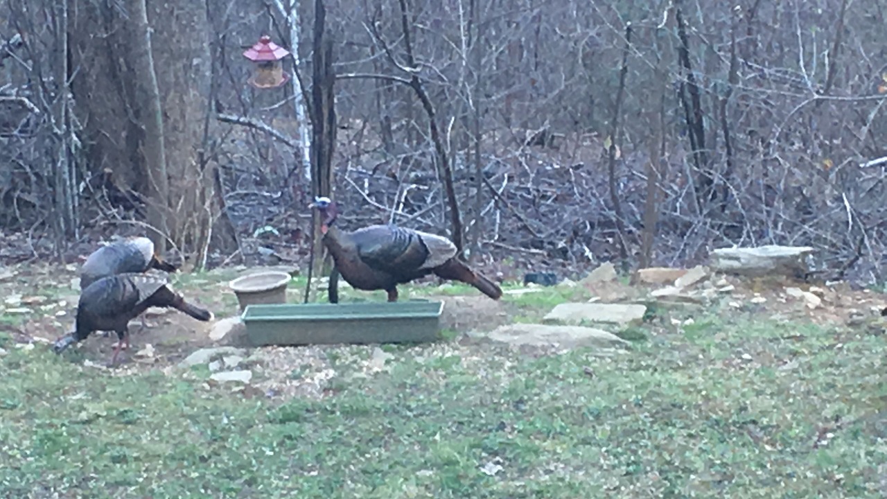 Photo of Others in Sylva