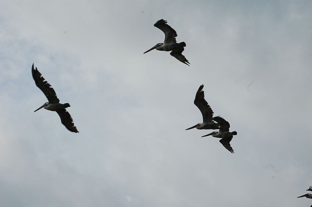 Photo of Others in St. George Island