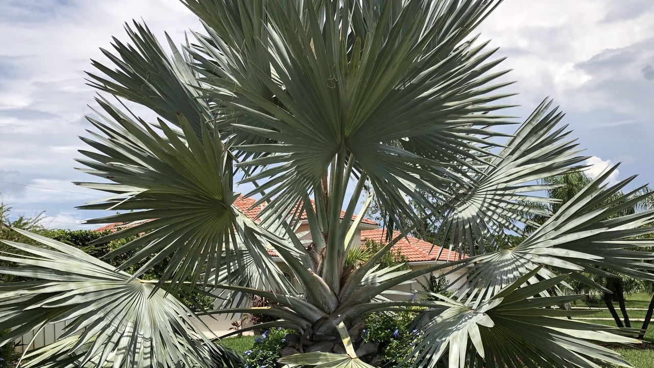 Photo of Outdoor in Warm Mineral Springs