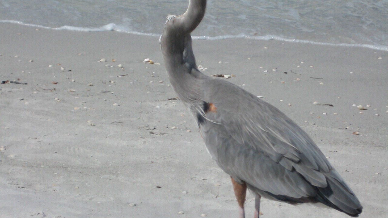 Photo of Others in Sand Key