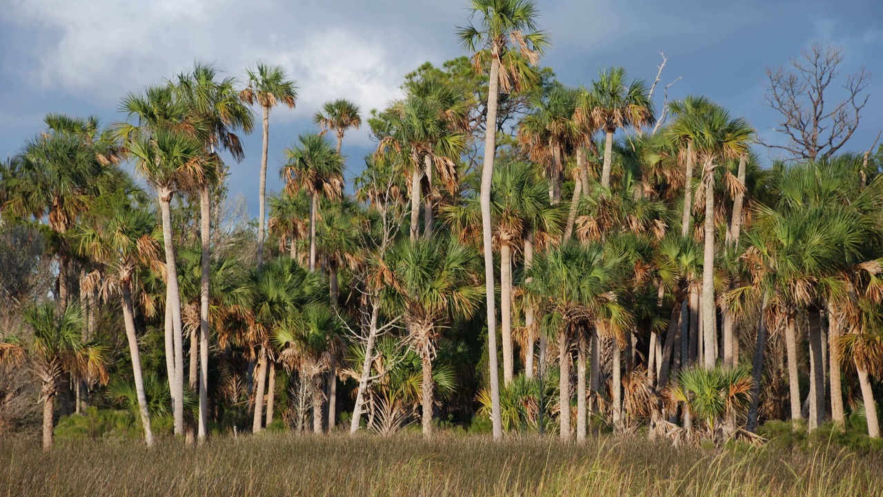 Photo of Outdoor in Crystal River