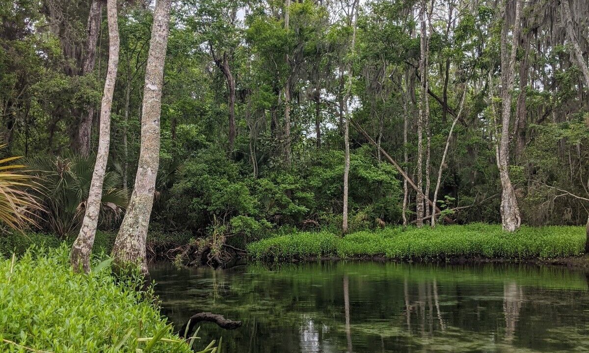 Photo of Outdoor in Crystal River