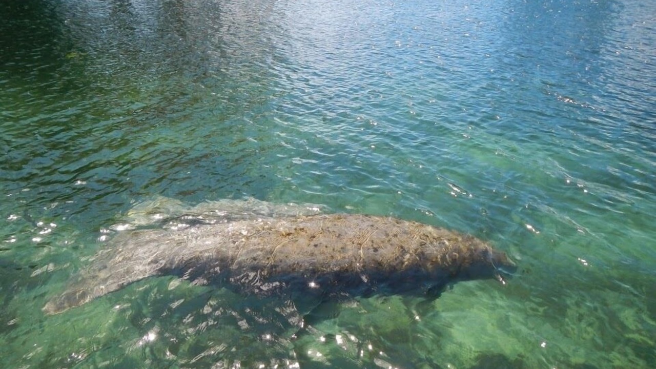 Photo of Outdoor in Crystal River