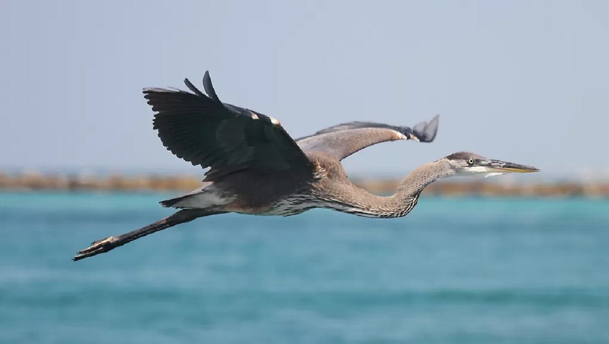 Photo of Others in Navarre Beach